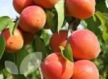 Apricot Tomcot