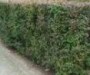 Berberis thunberbergii Green Hedge