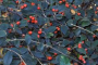 Cotoneaster franchettii