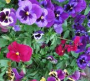 Viola pansies mix