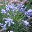 Agapanthus africans