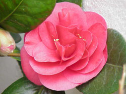 Camellia japonica Blaze of Glory