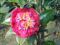 Camellia japonica Laura Walker