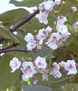 Catalpa bignoides Purpurea