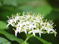Cornus sanguinea shrub