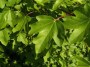 Acer campestre shrub