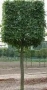 Acer campestre Boxhead