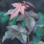 Acer cappadocicum