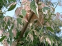 Acer flamingo