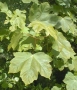 Acer palmatum green