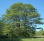 Alnus glutinosa larger tree
