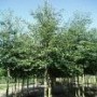 Alnus glutinosa large tree
