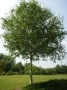 Betula jacquemontii tree