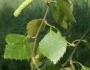 Betula Downy birch