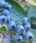 Blueberries, Early blue