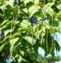 Catalpa bignonioides tree