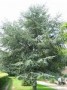 Cedrus atlantica Glauca tree