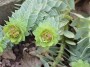 Euphorbia_myrsin_496baa4d6b21d.jpg