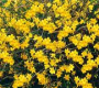 Jasminum_nudiflo_4f1ee73bd1e6a.png