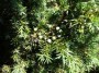 Juniperus communes