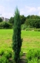 Juniperus virginiana Skyrocket