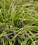 Liriope muscari grass