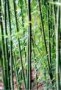 Phyllostachys Bissetti