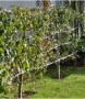 Cherry Early Rivers Pleached Low