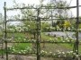 Pear Conference Espalier