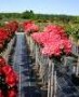 Rhododendron A Mini Standard Red