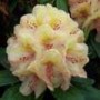 Rhododendron_Bel_4969d001eef15.jpg