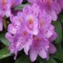 Rhododendron Catawb.Grandiflorum