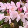 Rhododendron Cunningham's Blush