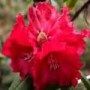 Rhododendron Grace Seabrook