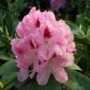 Rhododendron Lady Annette De Trafford
