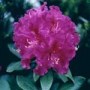 Rhododendron_Lee_4969d827a8889.jpg