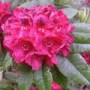 Rhododendron_Lor_4969d9040da0e.jpg