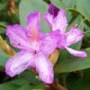 Rhododendron_Pon_4969db7cac60c.jpg