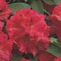 Rhododendron Wilgens Ruby