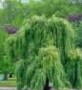 Salix sepulcralis Tristis