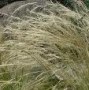 Stipa barbata grass
