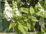 Syringa vulgaris Florent Stepman