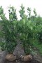 Prunus_laurocera_4968a0ecbc51c.jpg
